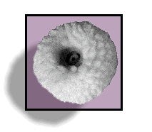 Wool Buff